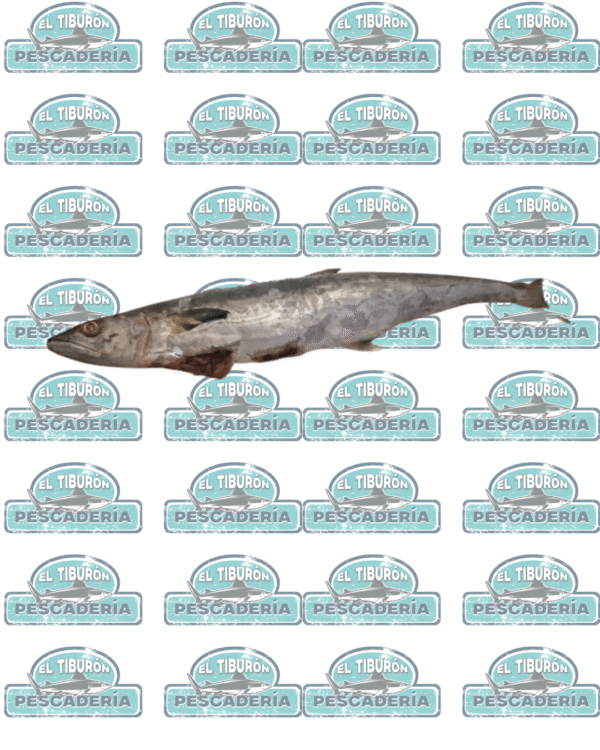 Robalo