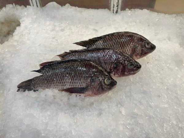 BF59AA35-D707-466C-8C08-9DC3992A5E7E Mojarra