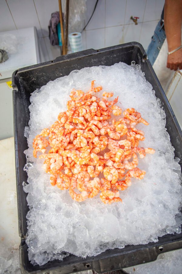 IMG_1772 Camarón Pacotilla