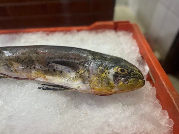 Filete de Dorado