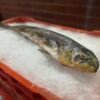 Filete de Dorado