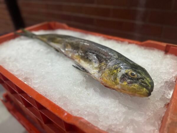 Filete de Dorado