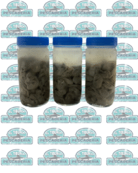 Marisco y Molusco Sin titulo Ostión en frasco