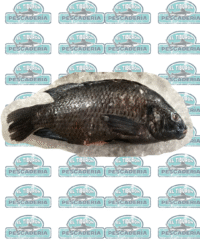 Mojarra